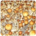 Псилоцибиновые (галлюциногенные) грибы в Мысках Psilocybin "Golden Teacher" Псилоцибиновые (галлюциногенные) грибы в Мысках Psilocybin "Golden Teacher"