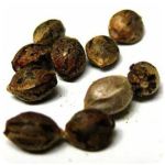 Семена марихуаны АК-47 (Seeds AK-47) в Мысках Семена марихуаны АК-47 (Seeds AK-47) в Мысках